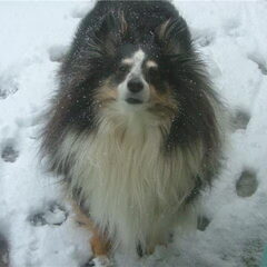jacky,mijn sheltie overleden 4-12-2009,was zo lief en…