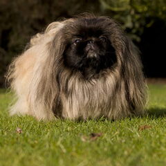 Baiji is een pekingees en is nationaal en internationaal…