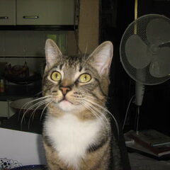 onze andere poes(kater) Jonathan