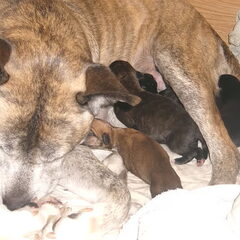 Mamma Rufus en broertjes en zusjes