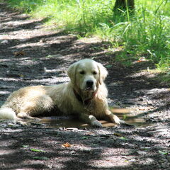 op weekend naar de ardenne onze smerige hond is er…