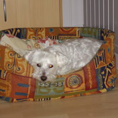 Dit is onze hond Bunny,13 jaar oud en lekker in z'n mand…
