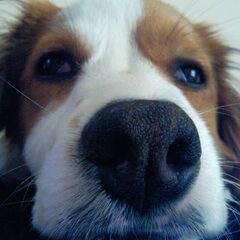 Net Goofy! Whahaha!