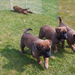 Pups van Gipsy