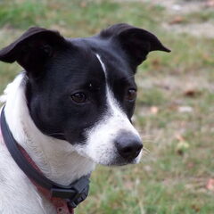 Dit is Tessa, ze is het moedertje van het stel, maar is ook…