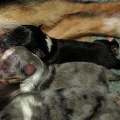 Mainey net geboren