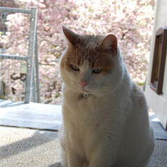 Kira onze kattin