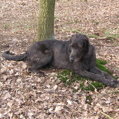 Onze toekomstige moeder Ciara verwacht 21 maart pups!