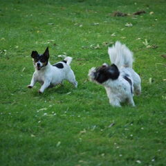 Samen rennen..
