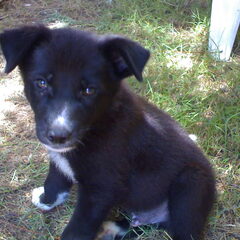 dat was ons scooby