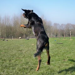 Een vliegende Beauceron