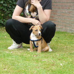Diablo als pup