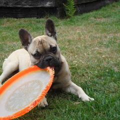 Spelen met de frisbee van de buren :)