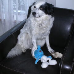Flipse met haar nieuwe smurf X