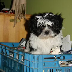 Balou 13 weken