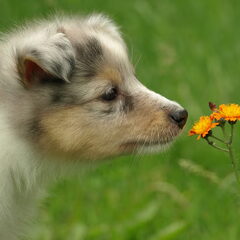 Mainey 7 weken bloem
