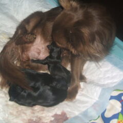 Bella net geboren!