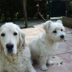 Dit zijn onze 2 honden Randy en Benji Randy is een Golden…