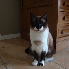Donald, kruising Snowshoe