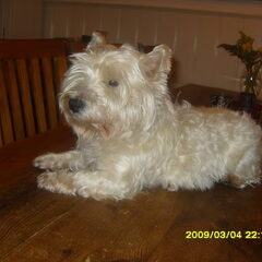 hier is chester net geborsteld