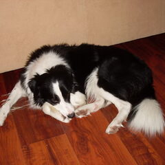 Vermoeiend zo'n pup
