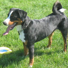 dit is onze appenzeller sennenhond van 20 maanden Glenda…