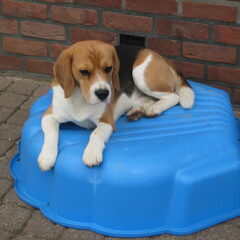 relaxen