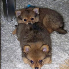 Beide puppy´s