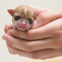 Loekie als pup