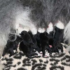puppies Fairy 1/2 dag oud
