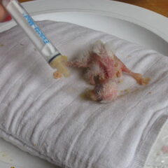 kleine kakariki vanaf 1 week oud met de hand opgevoed....