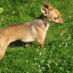 Is het nu een vosje...of toch een hondje?