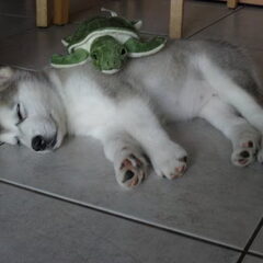 sleeping Maya