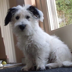 Hier is Harry 6 maanden oud... en wat een temperament:-)