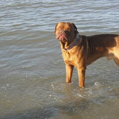 Hummer, Bordeaux Dog