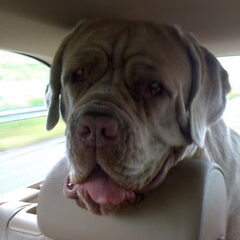 Bentley, Mastino