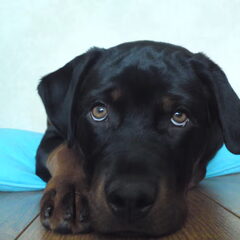 Dit is onze eigenwijze meid...op deze foto is ze 4.5…