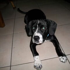 layla x stafford 4,5 maanden oud