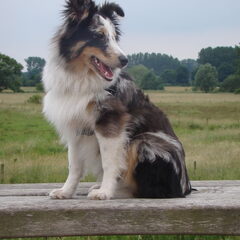 shetland sheepdog jatai 7 maanden