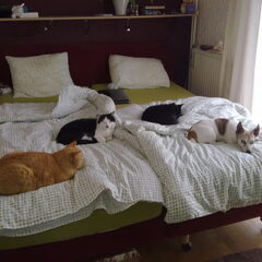 alle poesjes en Sjampoo op bed