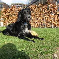 onze deugniet, Dora