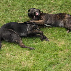 samen met Lola, hond van familie