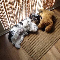 Hoezo `hondenleven``
