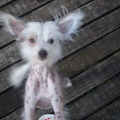 toska in bohan :p
