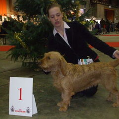 hier een foto van onze tinka op de show in brussel waar ze…