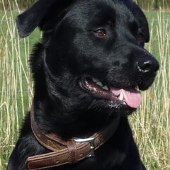 Tika is een dochter van een Rottweiler (moeder) en een…
