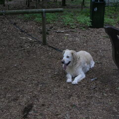 Simba 23 juli X