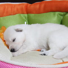 Een pupje uit het eerste nest van onze Dunya (-: