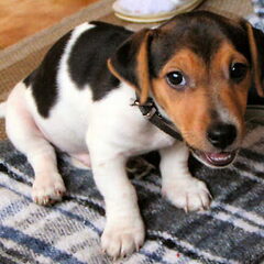 Wacko als pup