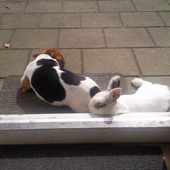 Wacko& Dopey(gestorven)